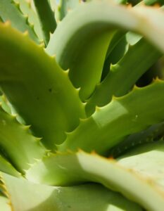 How to use aloe vera on hair