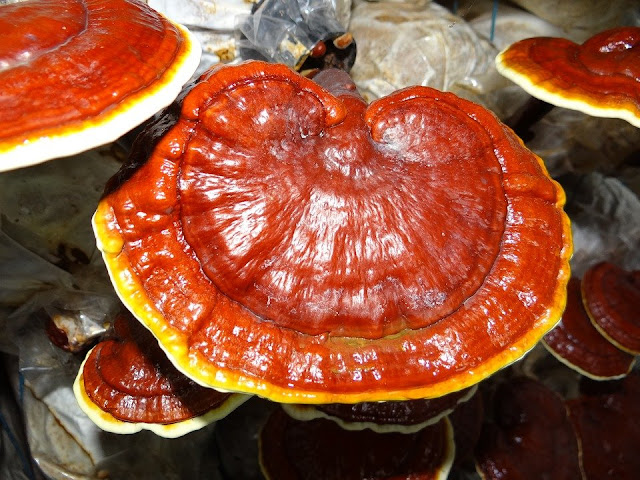 Top Benefits of Ganoderma Lucidum Spore Powder